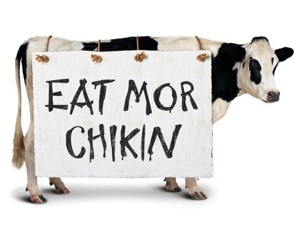 cfa cow